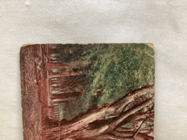King Beech, Knole Park, Kent, Posted early 1900's,  J. Salmon Antique Postcard. Our Ref No. R460 £2.00