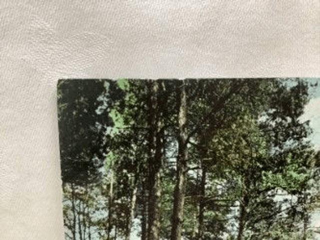 Path through Pine Woods, Minehead, Somerset, Posted 1912 Valentine's Series antique postcard Our Ref No. R495 £2.50