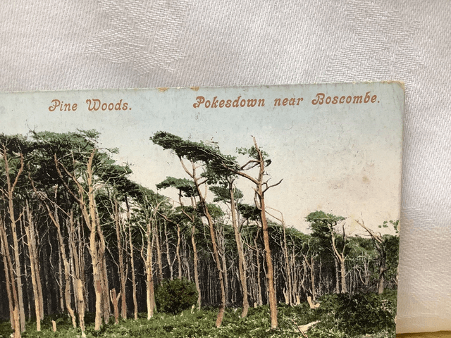Pine Woods, Pokesdown near Boscombe, Dorset, Posted 1904 unbranded antique postcard. Our Ref No. R686 £2.25