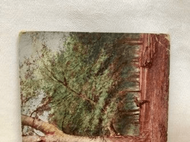 King Beech, Knole Park, Kent, Posted early 1900's,  J. Salmon Antique Postcard. Our Ref No. R460 £2.00