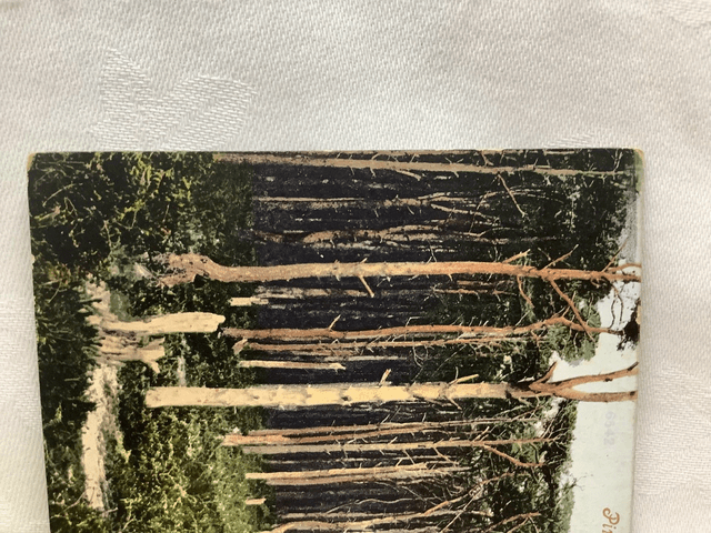 Pine Woods, Pokesdown near Boscombe, Dorset, Posted 1904 unbranded antique postcard. Our Ref No. R686 £2.25