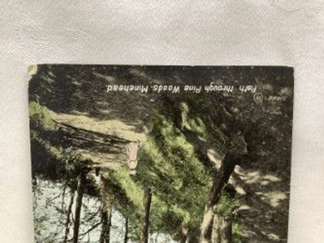 Path through Pine Woods, Minehead, Somerset, Posted 1912 Valentine's Series antique postcard Our Ref No. R495 £2.50
